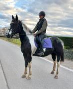 Kruising appaloosa x barock pinto, Dieren en Toebehoren, Paarden, Ruin, Zadelmak