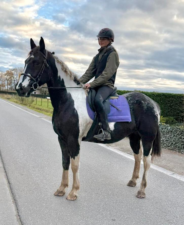 Kruising appaloosa x barock pinto, Dieren en Toebehoren, Paarden, Ruin, Zadelmak