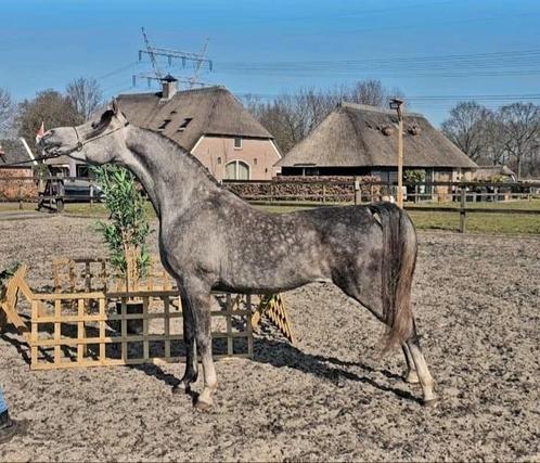 Te koop lieve 5 jarige arabisch volbloed ruin, Dieren en Toebehoren, Paarden, Ruin