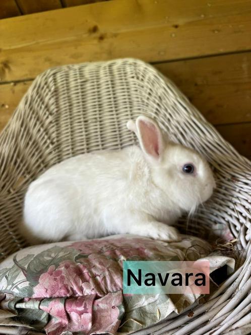 Ter adoptie gecastreerd en gevaccineerde ram, Dieren en Toebehoren, Konijnen, Klein