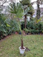 Trachycarpus Fortunei palmboom stamhoogte 50 cm spotprijs, Enlèvement, Été, Palmier