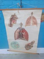 Panneau pédagogique des années 60 du système respiratoire., Enlèvement, Utilisé, Autres types