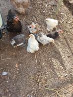 Jonge kriel cochins in diverse kleuren, Dieren en Toebehoren, Pluimvee, Meerdere dieren, Kip