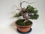 Jeneverbes bonsai variëteit Itoigawa, Tuin en Terras, Ophalen of Verzenden