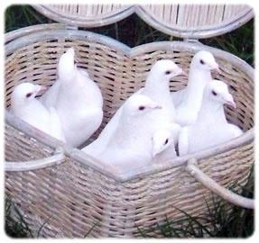 🕊 Lâcher de colombe - mariage, cérémonie 🕊, Dieren en Toebehoren, Vogels | Toebehoren, Nieuw, Ophalen