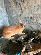 Vleeskonijnen, Dieren en Toebehoren