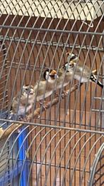 Kleine distelvinken, Vrouwelijk, Wildzangvogel, Geringd