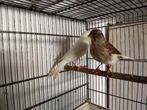 Koppel kanaries te koop, Dieren en Toebehoren, Meerdere dieren, Zangkanarie