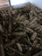 Witloofwortels forcerie gekoeld 100 euro/1600 stuks, Enlèvement