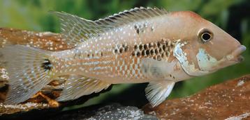 Geophagus steindachneri 8cm beschikbaar voor biedingen