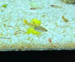 Jonge guppy’s, Vis, Zoetwatervis, Schoolvis