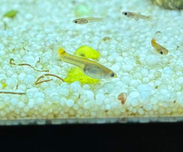 Jonge guppy’s beschikbaar voor biedingen