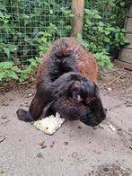 Gratis grote voedster, Dieren en Toebehoren