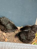 Cochin krielen 20€ per stuk, Dieren en Toebehoren, Pluimvee