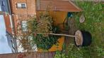 Japanse Esdoorn vederblad, Tuin en Terras, Halfschaduw, Overige soorten, 100 tot 250 cm, Zomer
