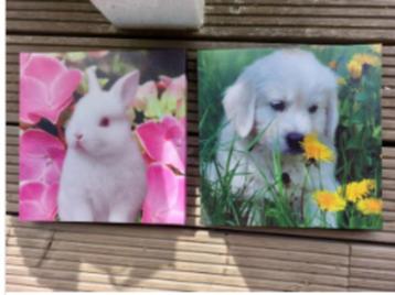 canvas kaders beschikbaar voor biedingen