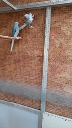 Halsband 2023, Dieren en Toebehoren, Parkiet, Geringd