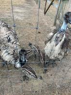 Emoe kuikens wildbroed, Dieren en Toebehoren, Pluimvee, Geslacht onbekend