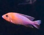 fire fish aulonocara, Vis, Zoetwatervis