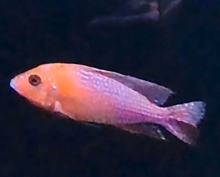 fire fish aulonocara, Dieren en Toebehoren, Vissen | Aquariumvissen, Zoetwatervis, Vis