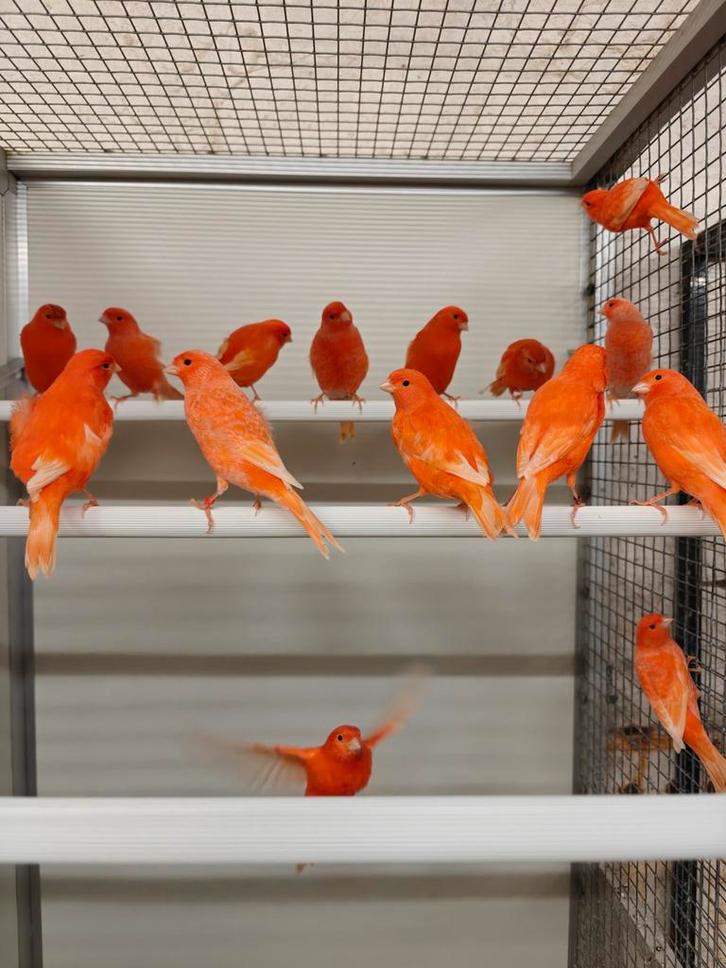 Rode kanaries ( kweekklaar), Dieren en Toebehoren, Vogels | Kanaries, Kleurkanarie, Meerdere dieren