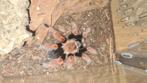 0.1 Brachypelma boehmei - Mexicaanse roodpootvogelspin, Spin of Schorpioen