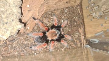 0.1 Brachypelma boehmei - Mexicaanse roodpootvogelspin beschikbaar voor biedingen