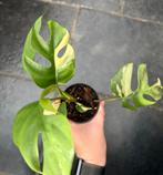 Raphidophora Tetrasperma variegata, Ophalen of Verzenden