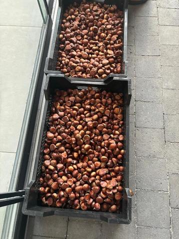 Kastanjes beschikbaar voor biedingen