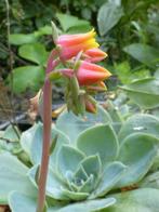 echeveria-vetplant, Plein soleil, Enlèvement, Été, Plante fixe
