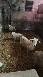 Wiltshire horn, Dieren en Toebehoren, Schapen, Geiten en Varkens, Vrouwelijk, Schaap, 0 tot 2 jaar