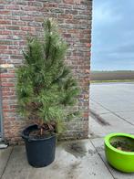 Pinus nigra nigra, Ophalen, Halfschaduw