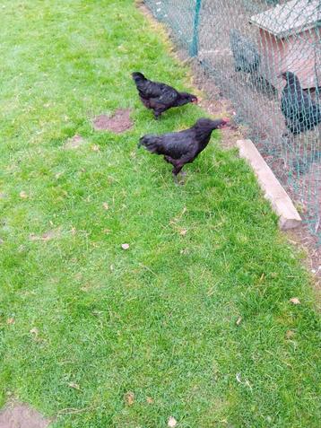 Jersey giant haan  beschikbaar voor biedingen