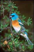 Pinson Lazuli, Bagué, Oiseau chanteur sauvage, Mâle