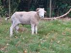 Echtpaar van Herdwick 300€