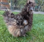 Choco frizzle (lichte krulveer) hen usa zijdehoenders kip, Dieren en Toebehoren, Pluimvee, Vrouwelijk, Kip