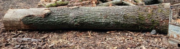 eiken stam voor houtbewerking, Doe-het-zelf en Bouw, Hout en Planken, Nieuw, Overige typen, Eiken, 300 cm of meer, 50 mm of meer