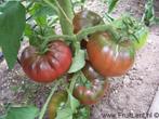 Tomatenplanten 'Noire de Crimée', Tuin en Terras, Ophalen