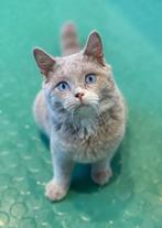 Brits Korthaar Lilac wit DBE, Kater, Gechipt, 0 tot 2 jaar