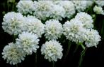 Armeria maritima Alba, Ophalen