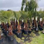 Palmbomen fortunei!, Tuin en Terras, Ophalen