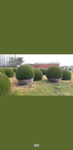 Buxus bollen van 1m10 en andere maten., Jardin & Terrasse, Plantes | Arbres, Enlèvement ou Envoi, Ombre partielle, 100 à 250 cm