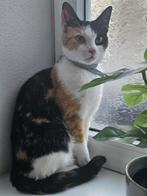 katje, Hobby & Loisirs créatifs, Hobby & Loisirs Autre, Enlèvement, Comme neuf