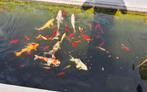 Koi, Dieren en Toebehoren, Karper of Koi