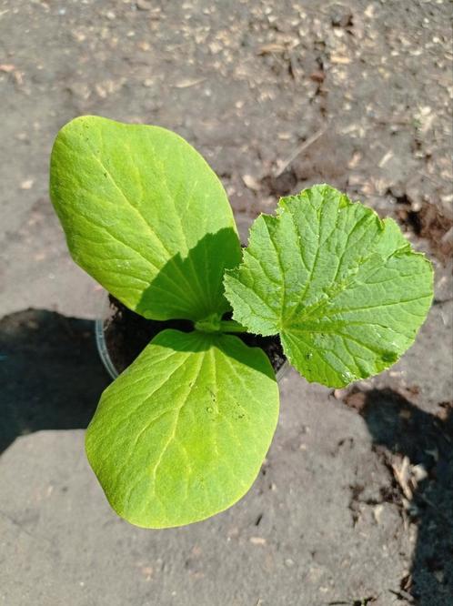 Jaune De Paris | Pompoen Planten, Tuin en Terras, Planten | Tuinplanten, Ophalen