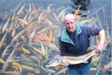 groot assortiment koi, steuren, goudvissen, shubunkin, enz. beschikbaar voor biedingen