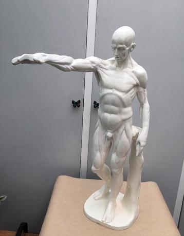 Beeld anatomie tekenkunst beschikbaar voor biedingen