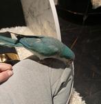 Conure souris perroquet apprivoisé2025 muisparkiet handtam, Animaux & Accessoires, Perruche, Domestique