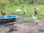 Bijna volwassen loopeenden, Dieren en Toebehoren