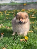 Speelse keeshondjes te koop, België, Keeshond, CDV (hondenziekte), 8 tot 15 weken